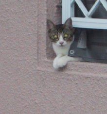 最寄駅から勤務先に向かう途中のマンション猫