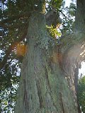 野寺山高薗寺の木